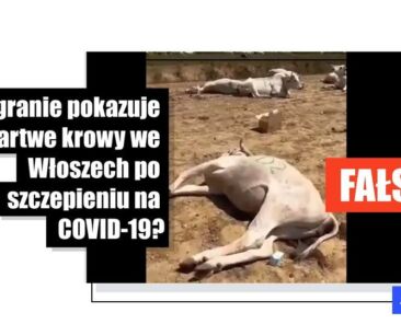 Te krowy zatruły się paszą a nie padły po szczepieniu przeciwko Covid-19 - Featured image