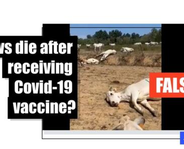 Video of poisoned cattle unrelated to Covid vaccination - Featured image