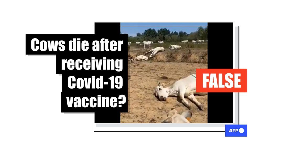 Video of poisoned cattle unrelated to Covid vaccination - Featured image
