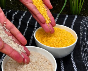 Golden_Rice