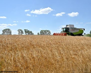 A combine harvests wheat on a farm field near Malopolovetske village, some a hundred kilometers from Kyiv on July 20, 2024, amid Russian invasion in Ukraine. (Photo by Sergei SUPINSKY / AFP)